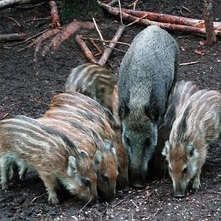 Veluwsvakantieboerderijtje Casa de Férias Putten